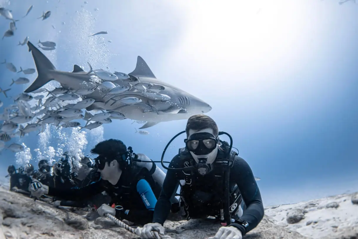 Buzos en el fondo observando tiburones toro en Shark Point Playa del Carmen
